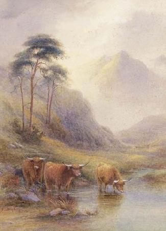 unknow artist Highland cattle in a stream oil painting image